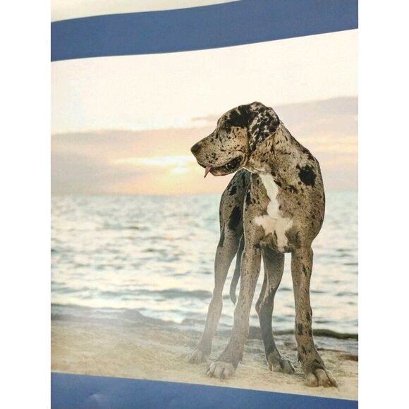 Tails Of The Sun Coast Dog Tog Pet Photography Book - Picture 13 of 16